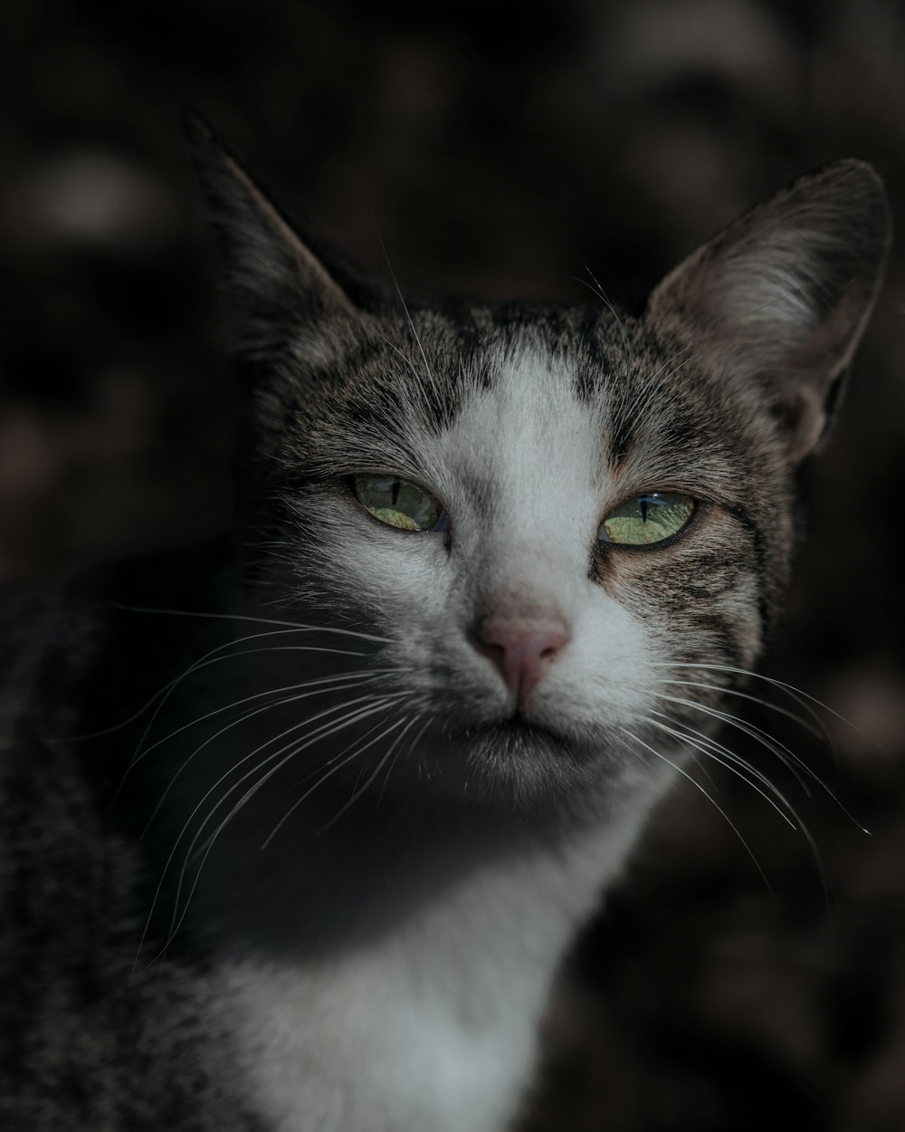 a cat with green eyes