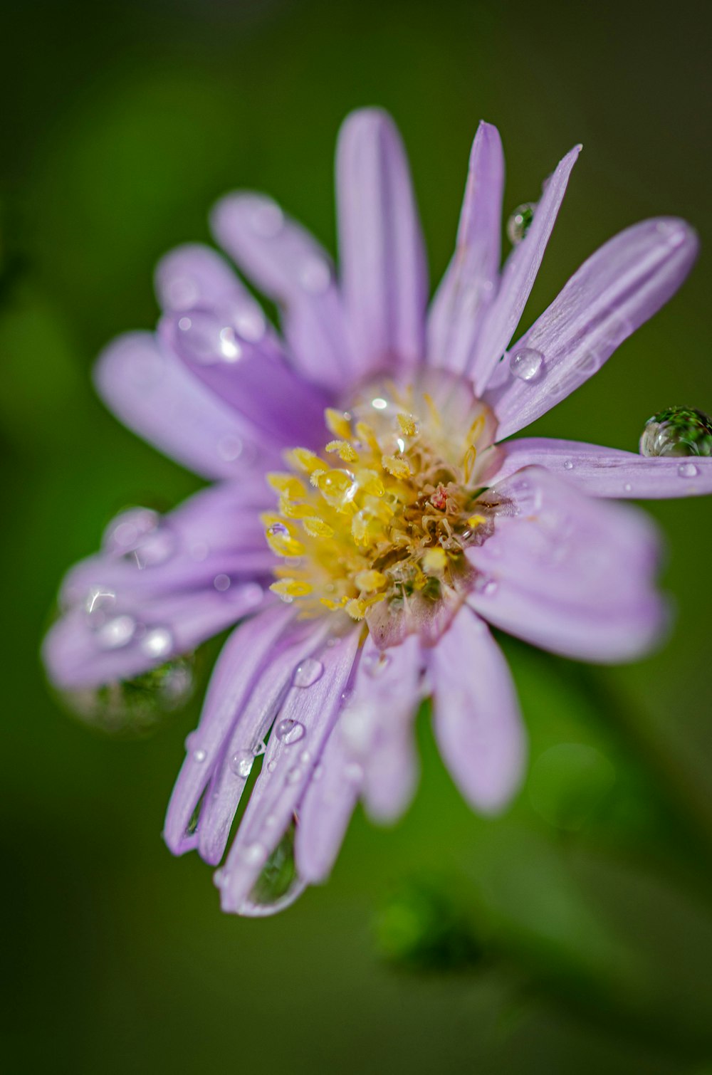 a bee on a flower