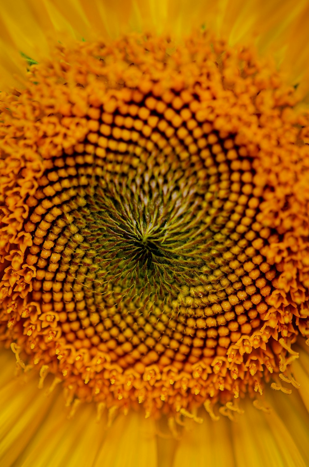 a close up of a sunflower