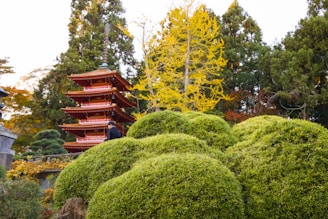 A friendly local guide smiling warmly in front of a traditional Japanese pagoda surrounded by autumn leaves.