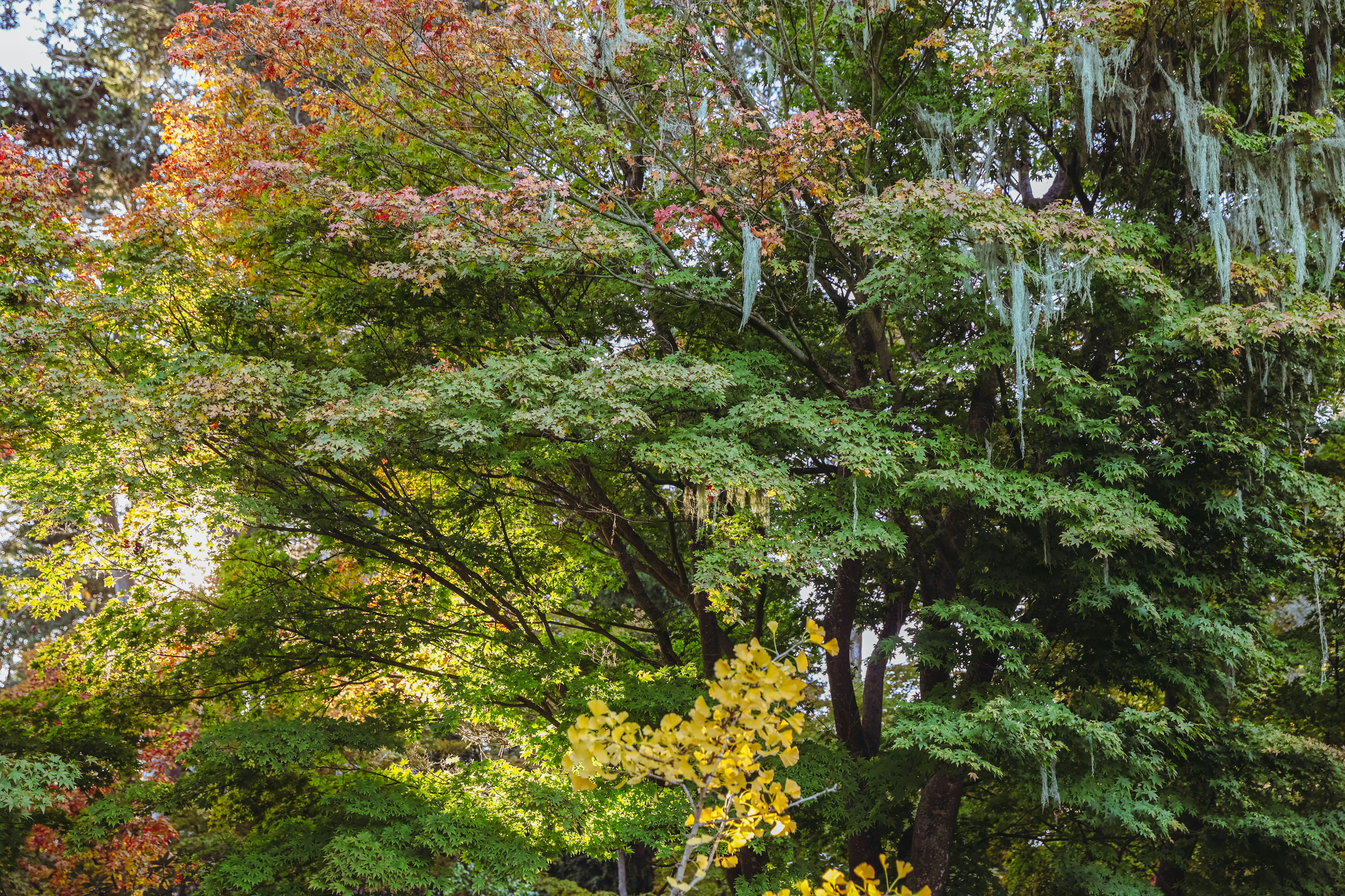 flower bed under dappled shade - tree landscaping