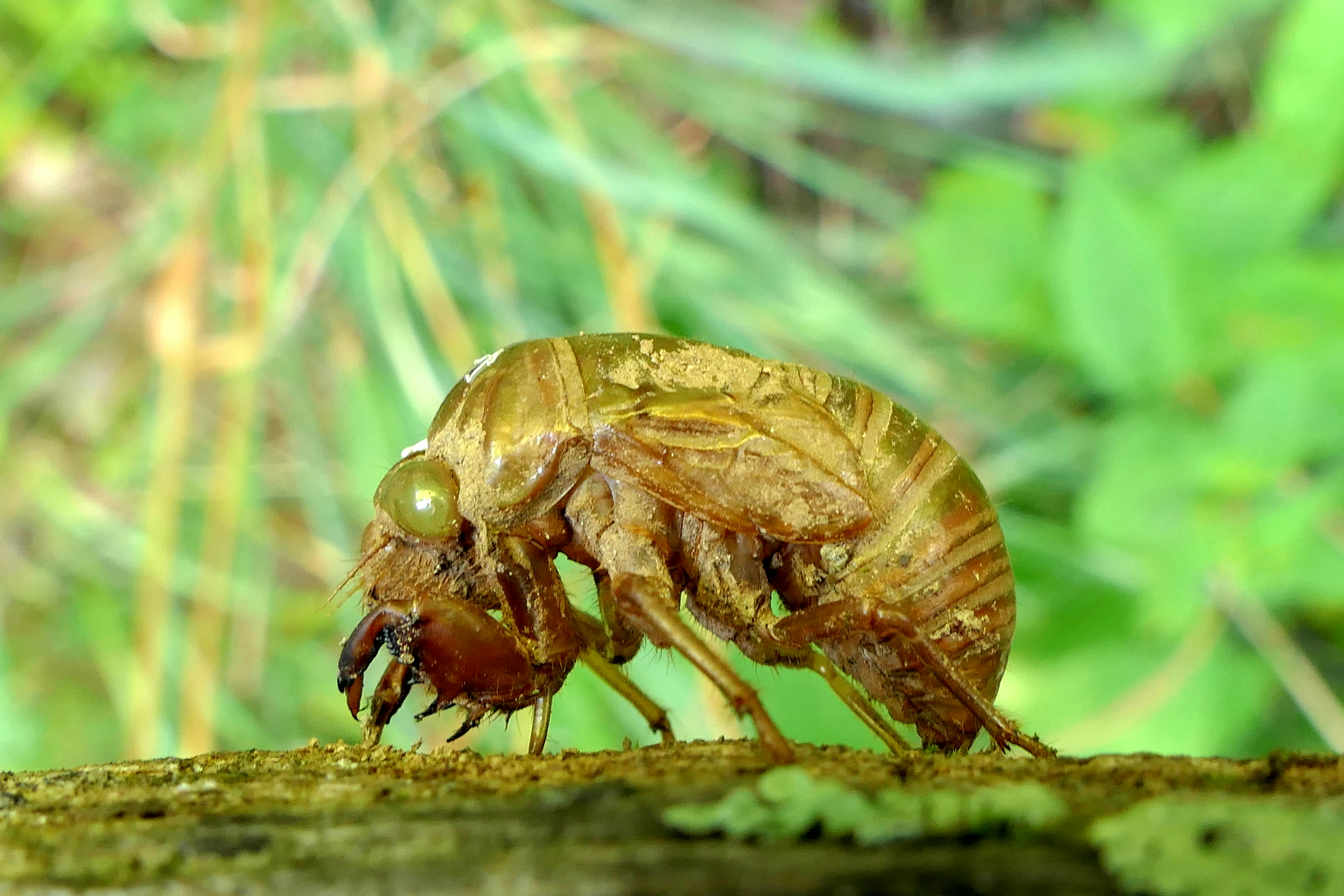 Un primo piano di un bug