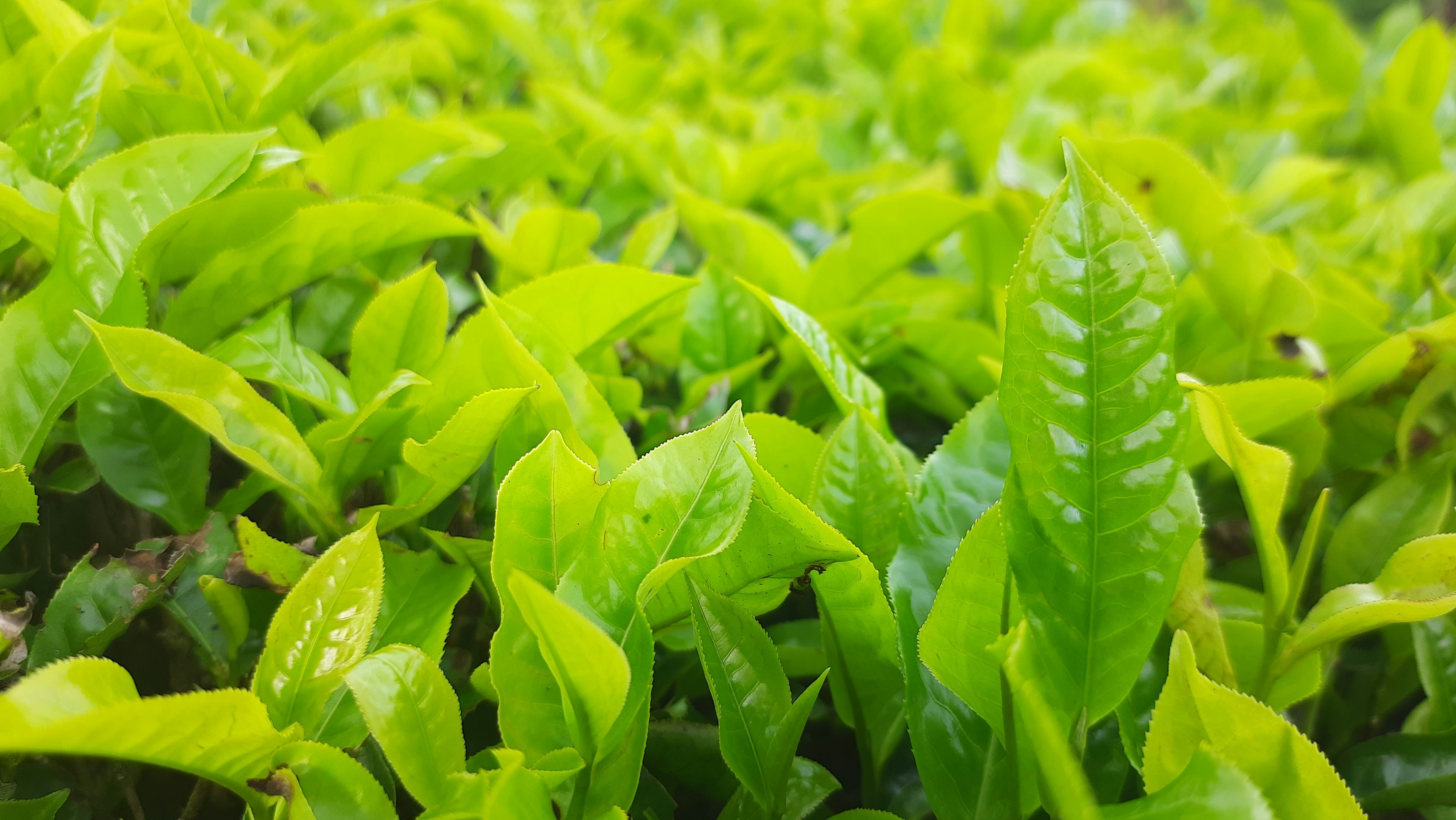 a close up of some leaves