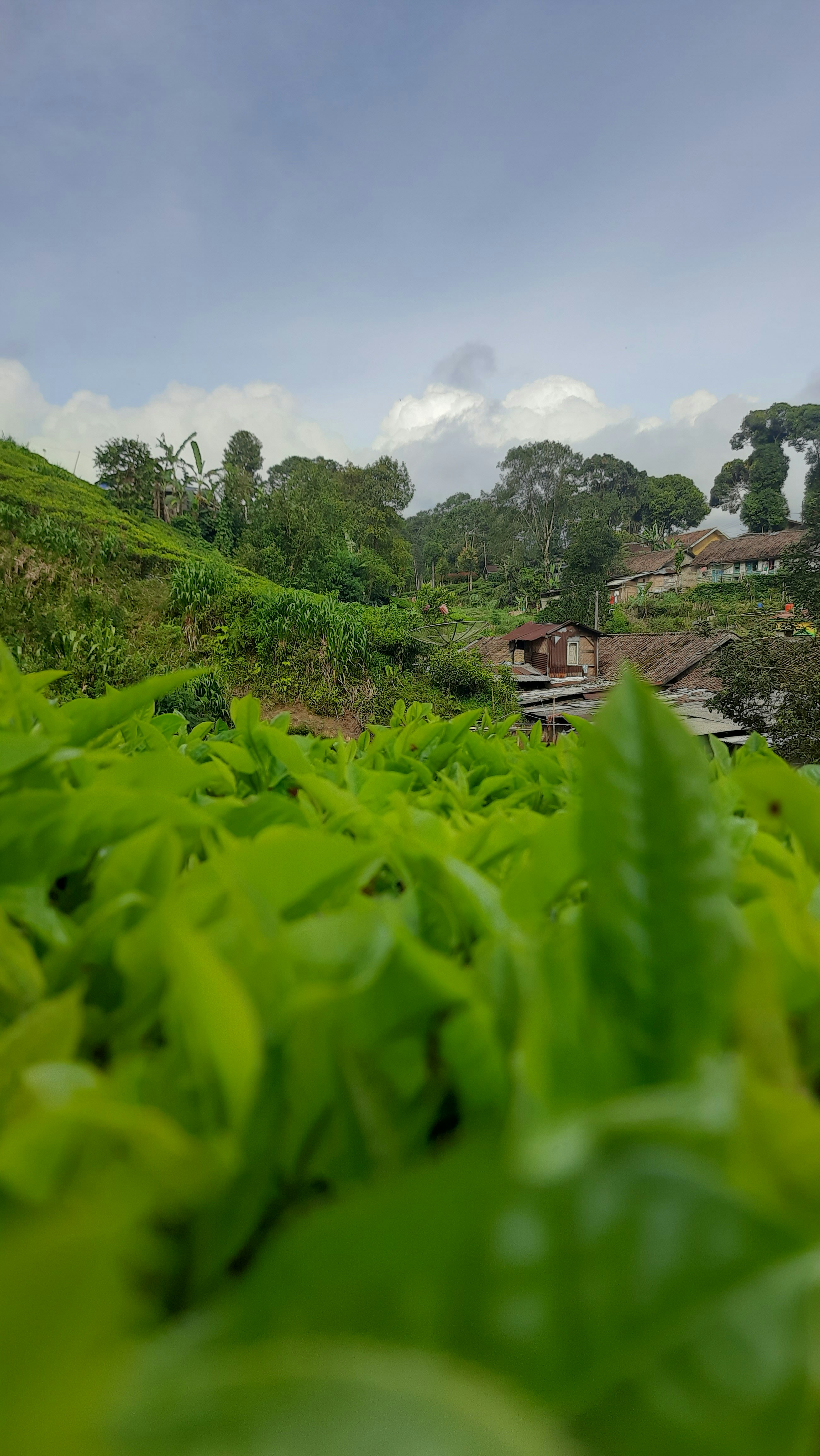 a green field with trees and a house in the background