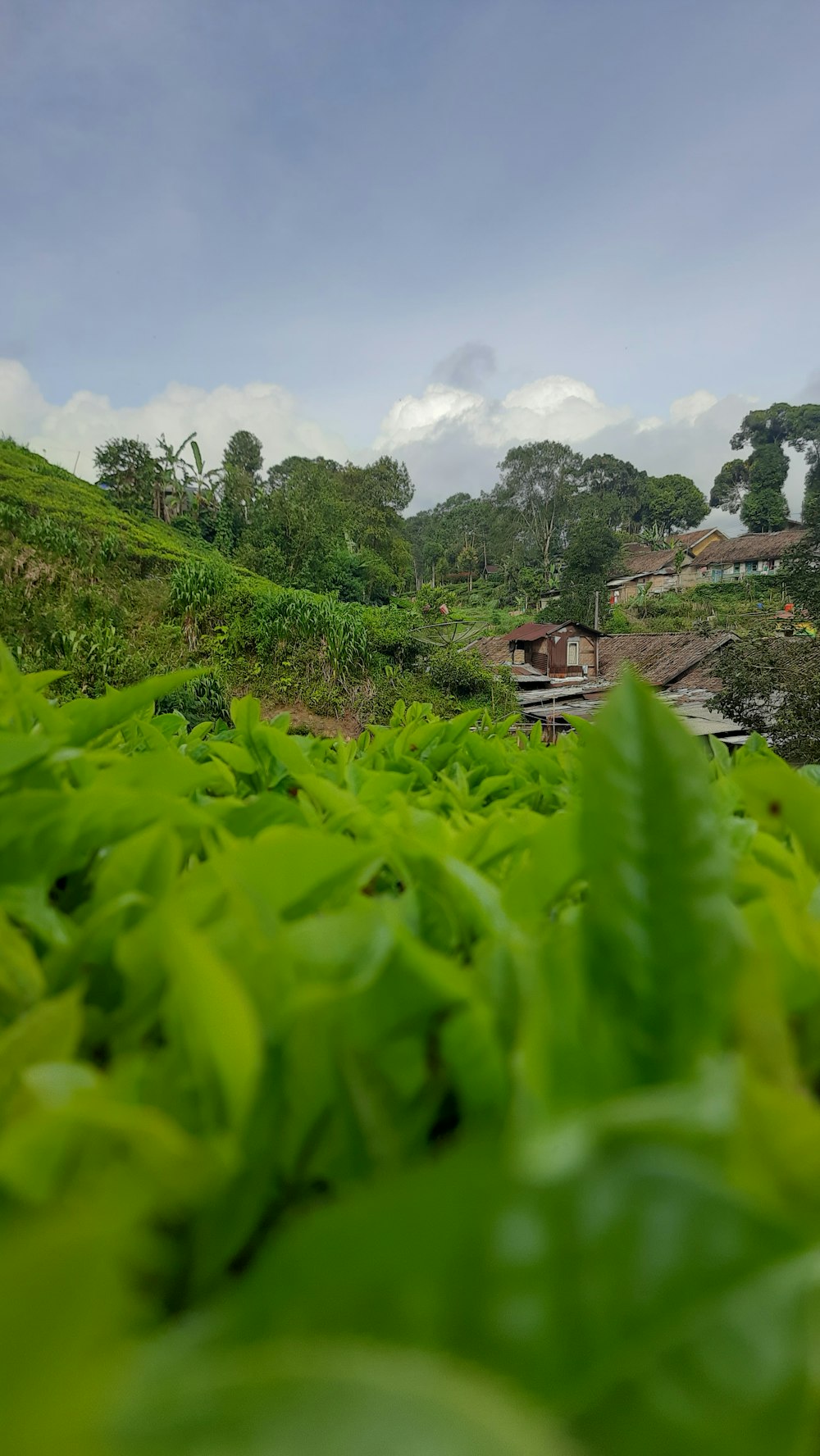 um campo verde com árvores e uma casa ao fundo