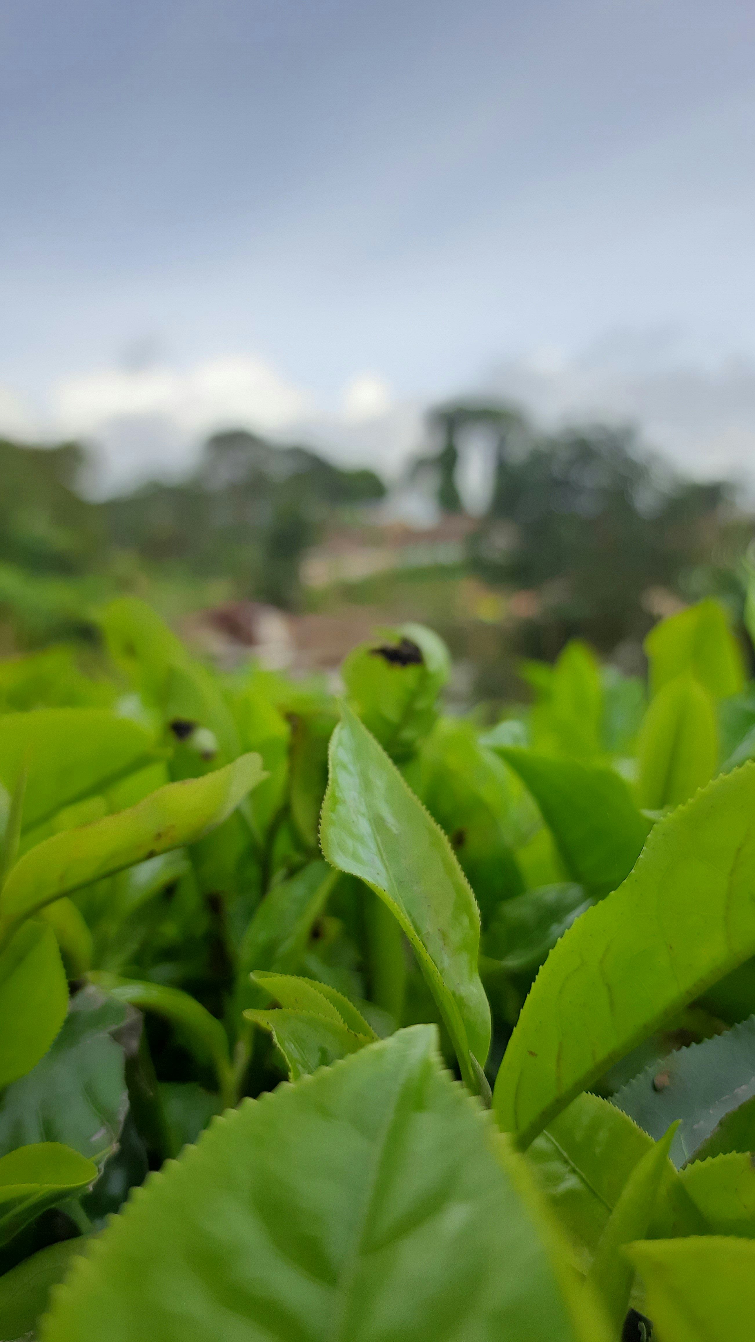 a close up of a plant