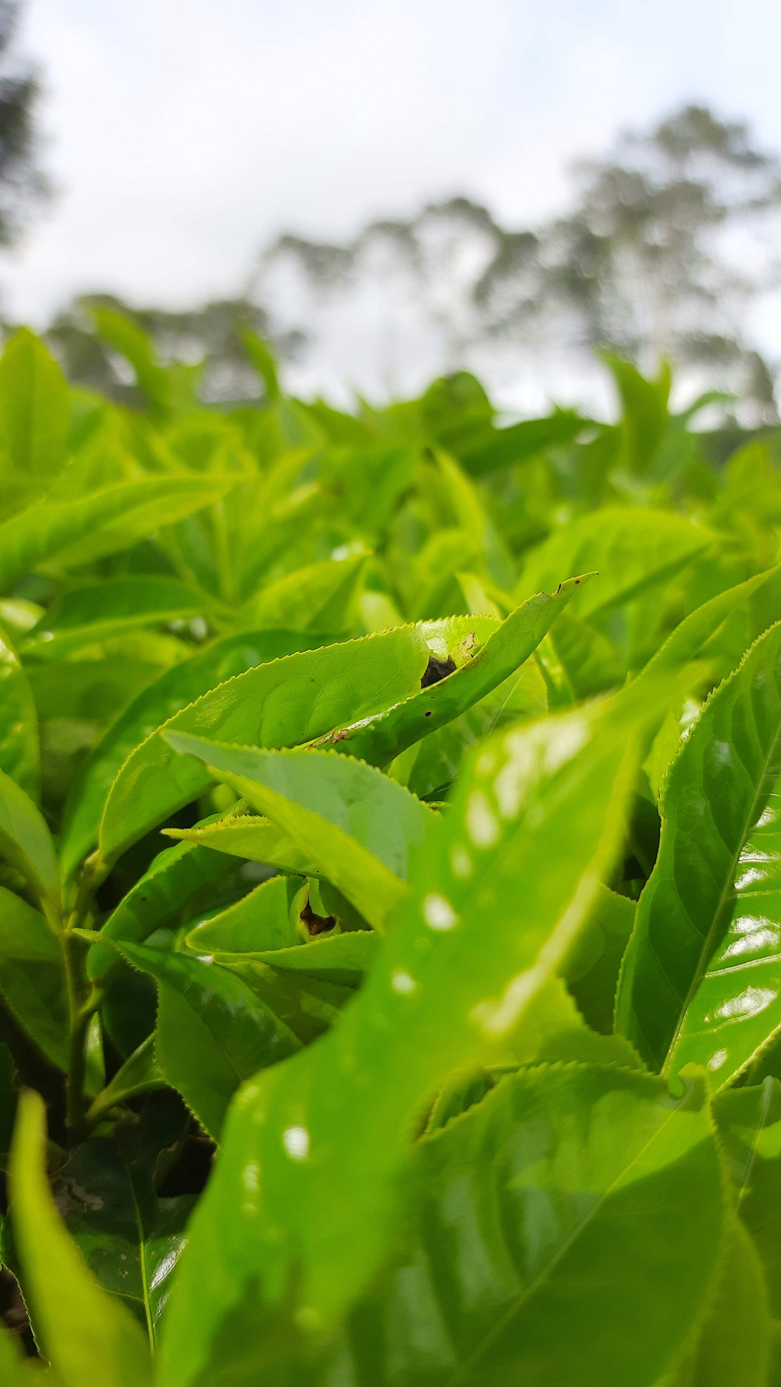 a close up of a leaf
