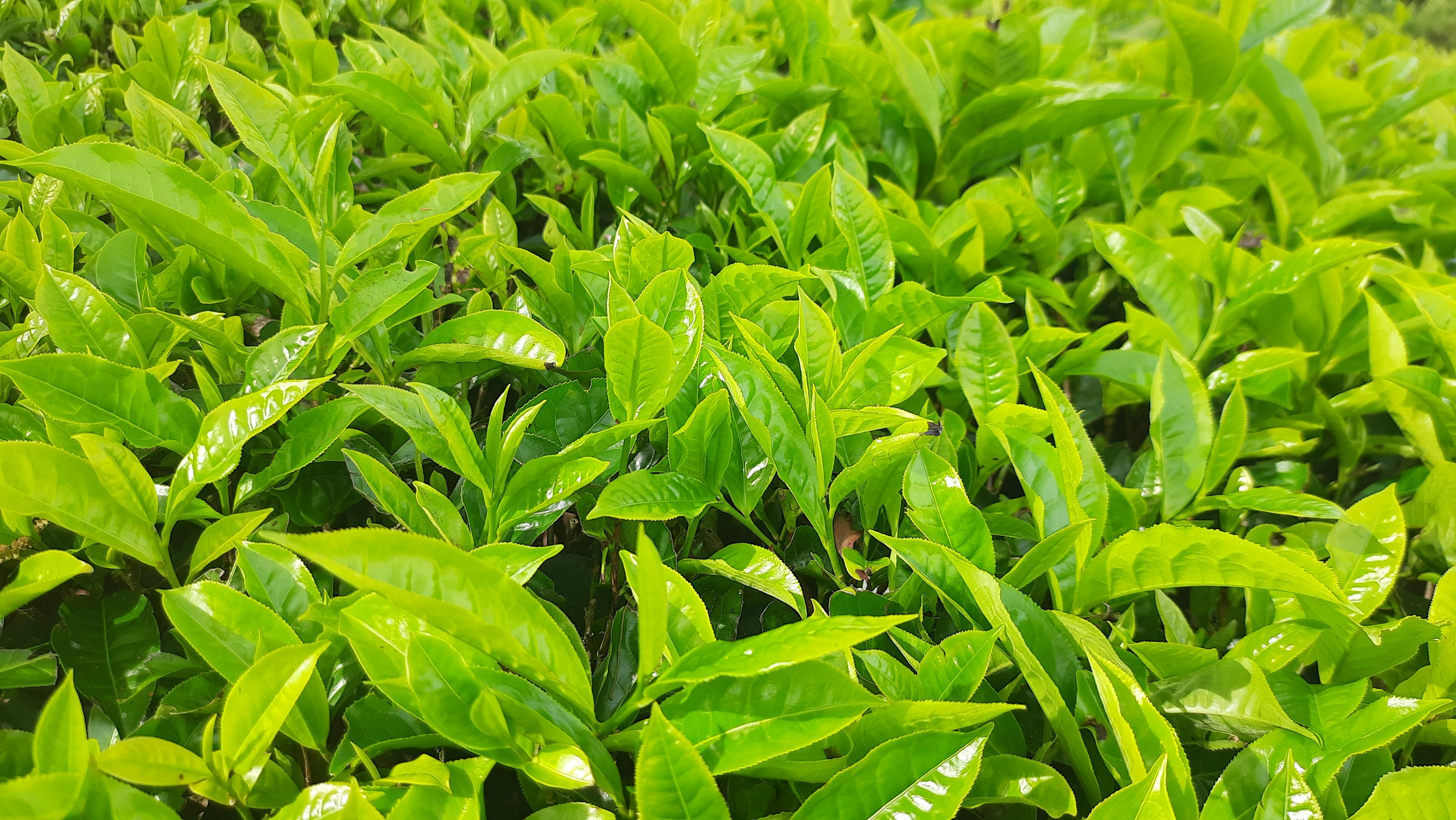 a close up of some leaves