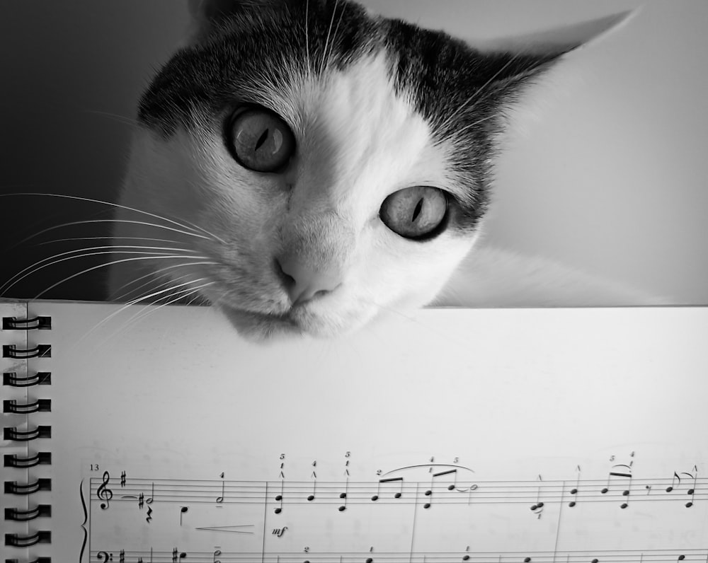 a cat looking at a computer screen