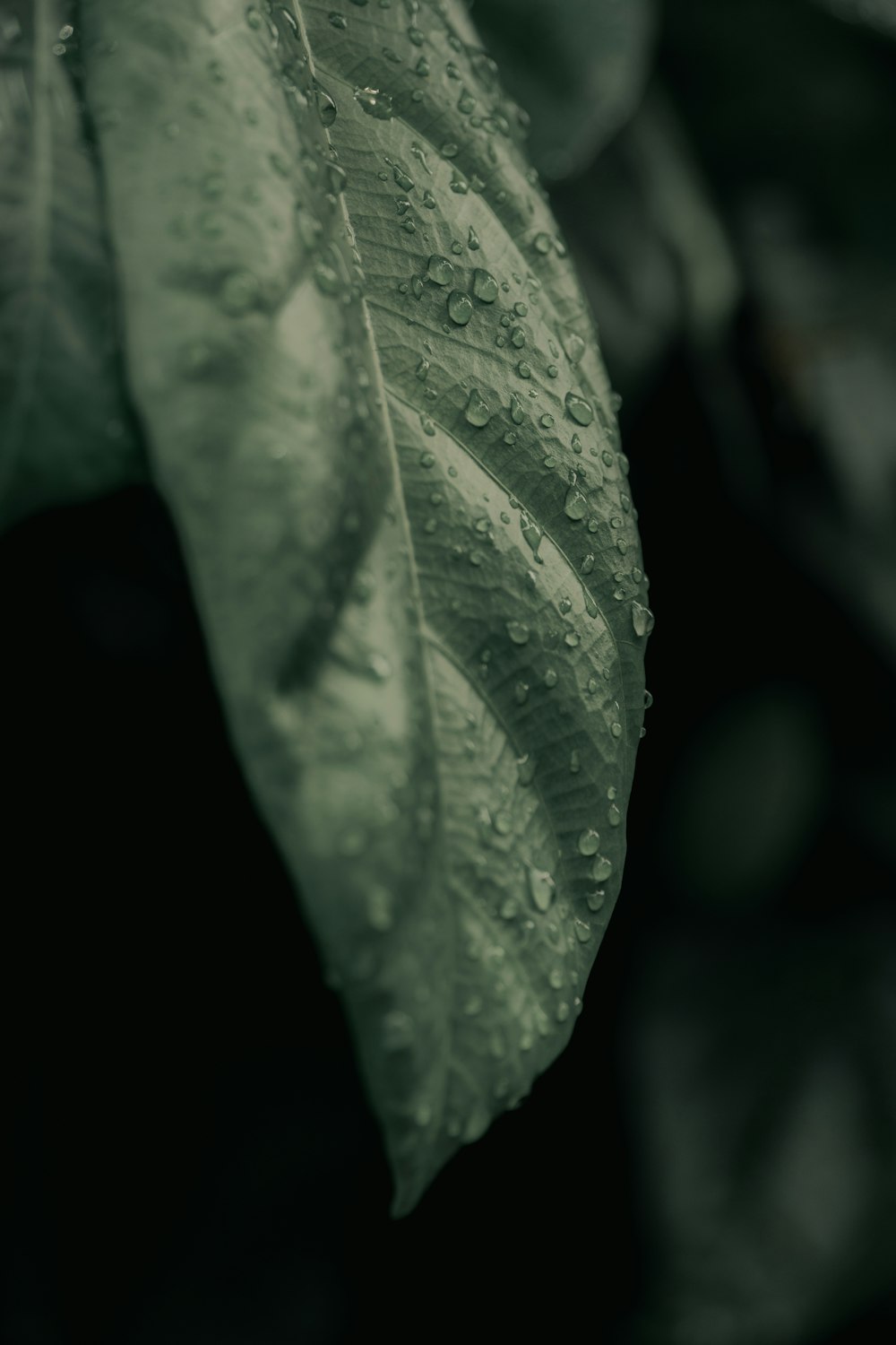 Un primer plano de una hoja