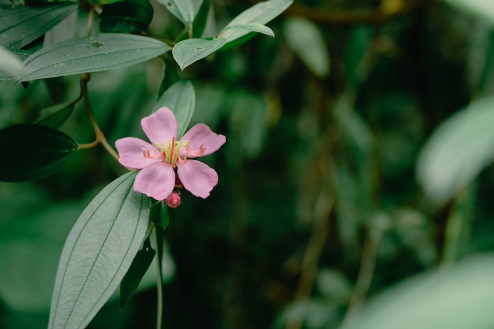 a pink flower on a plant