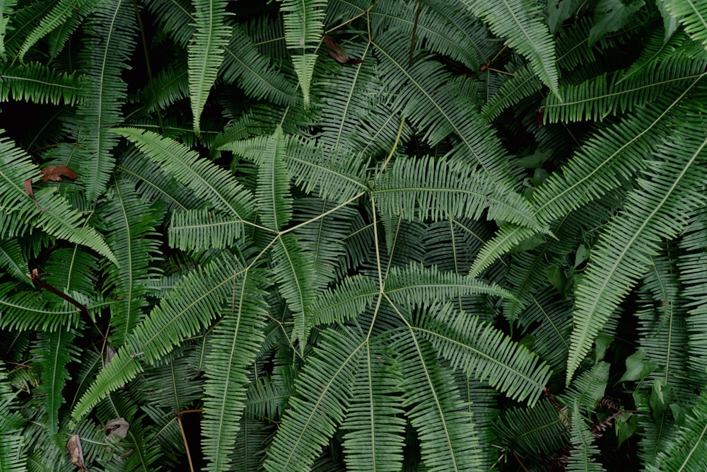 a close-up of some plants