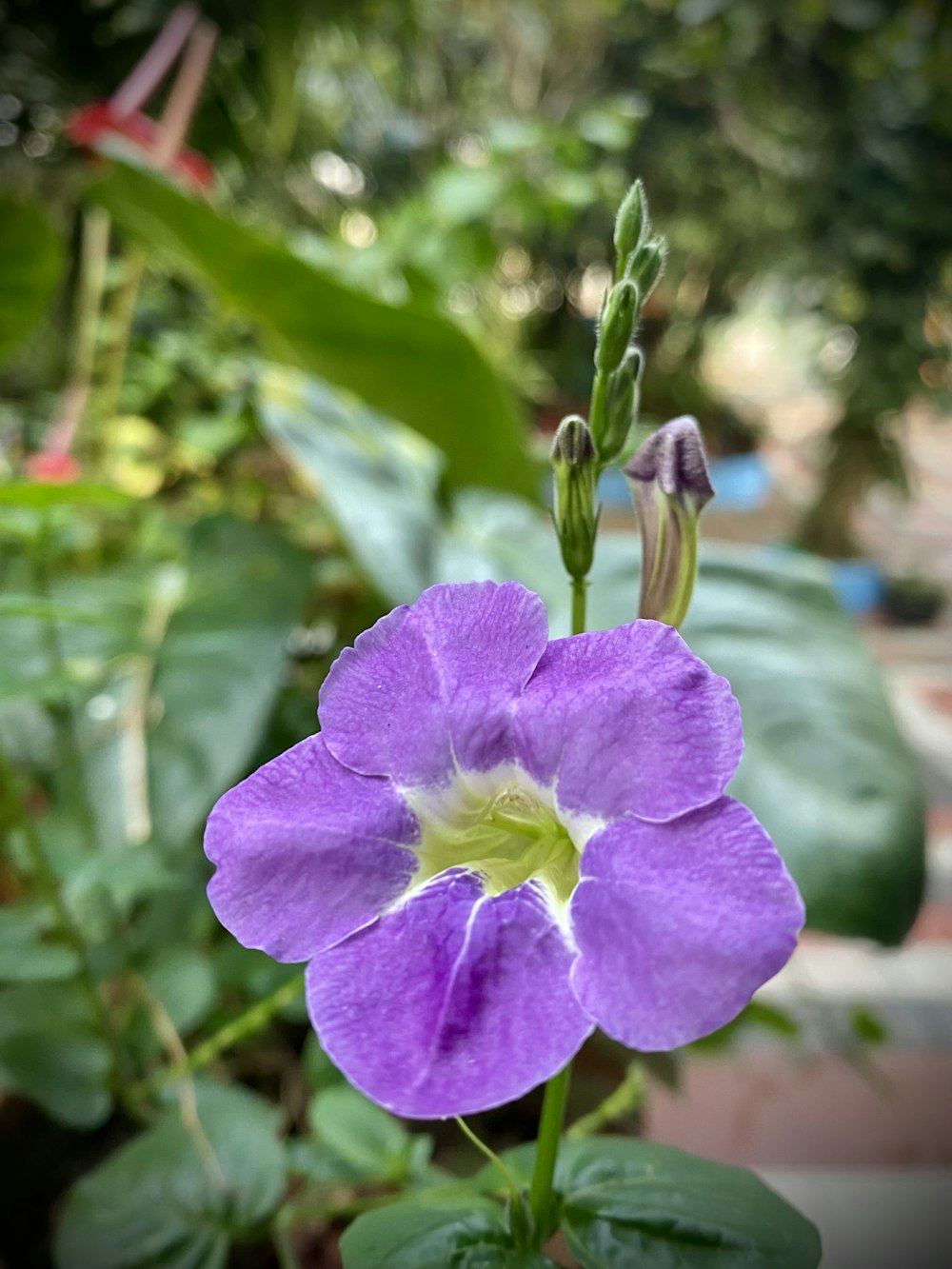 a purple flower with green leaves