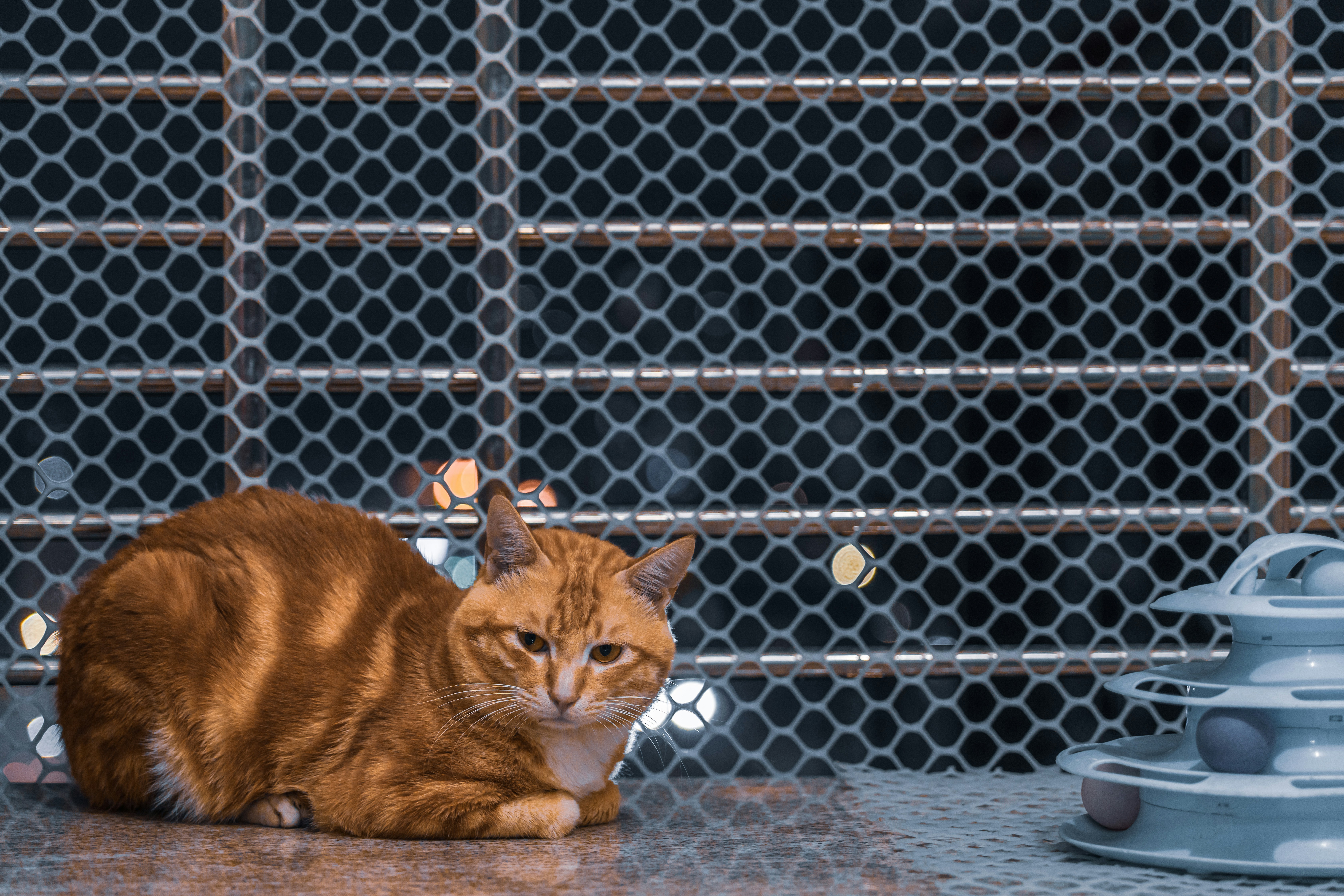 a cat sitting on the ground