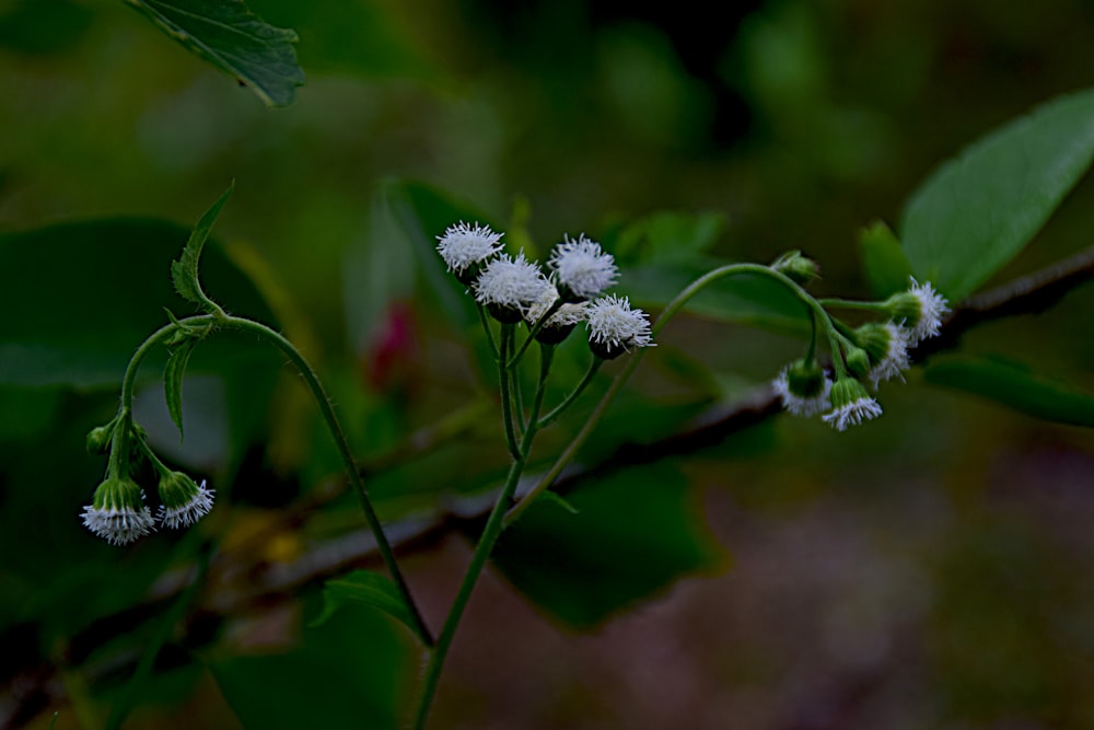 a close up of a plant