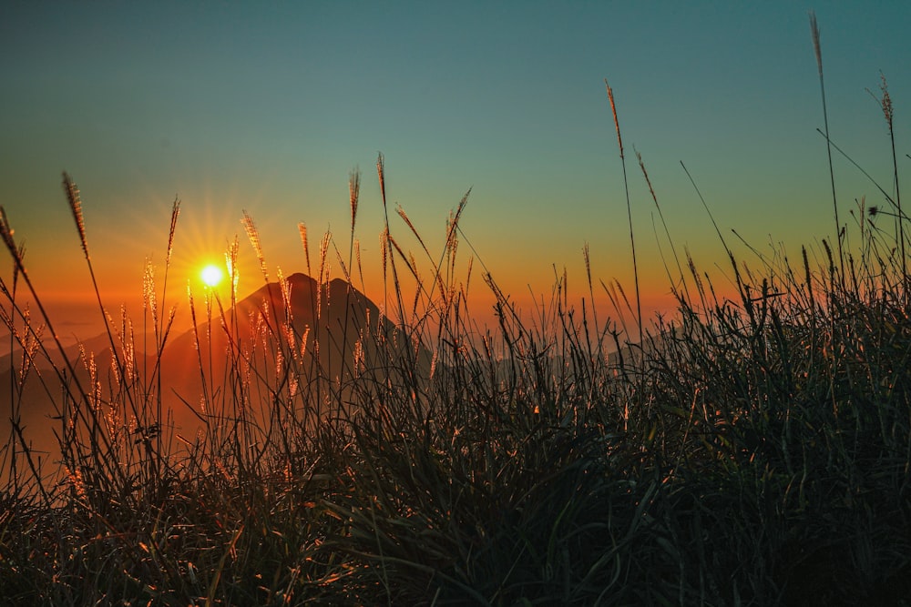 a field of tall grass with the sun setting in the background