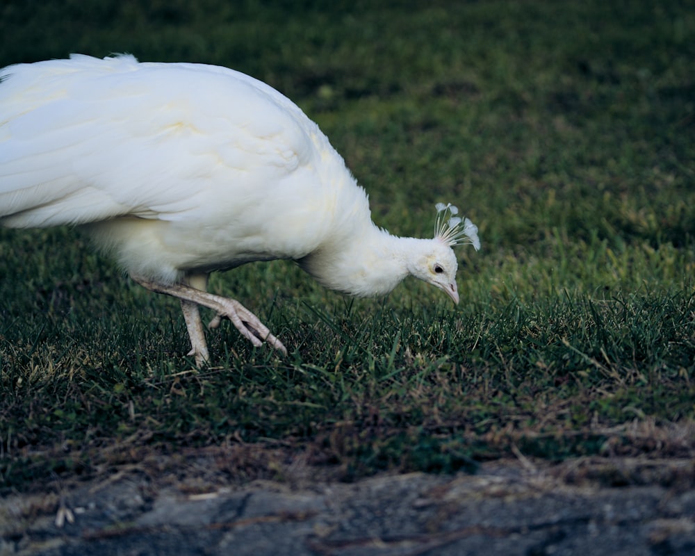a white bird walking on grass