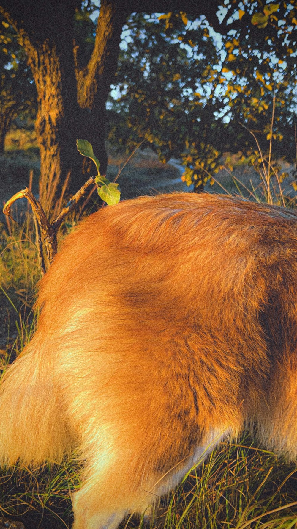 a brown horse in the woods