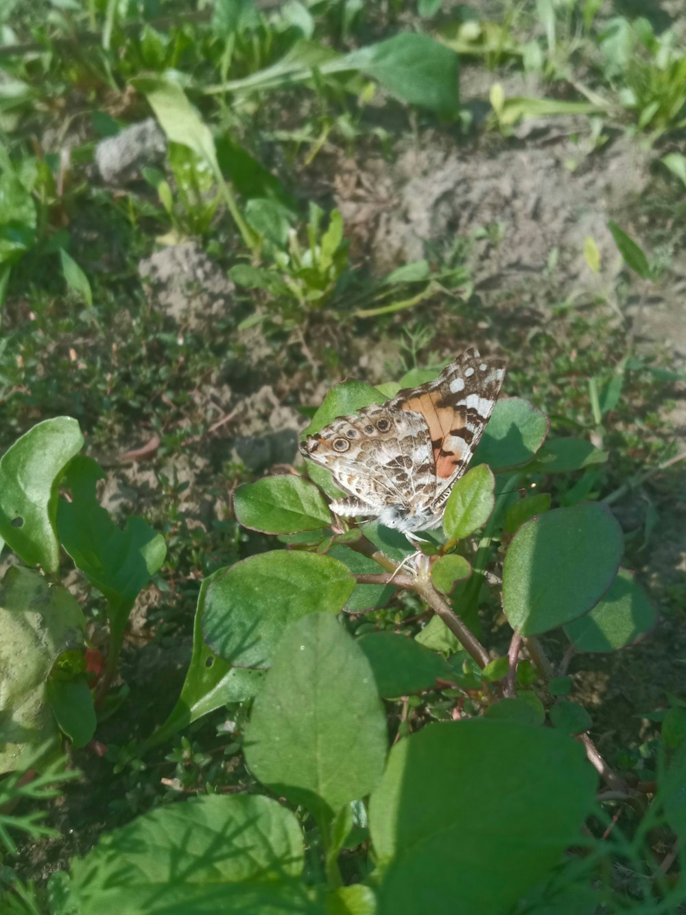 a butterfly on a leaf