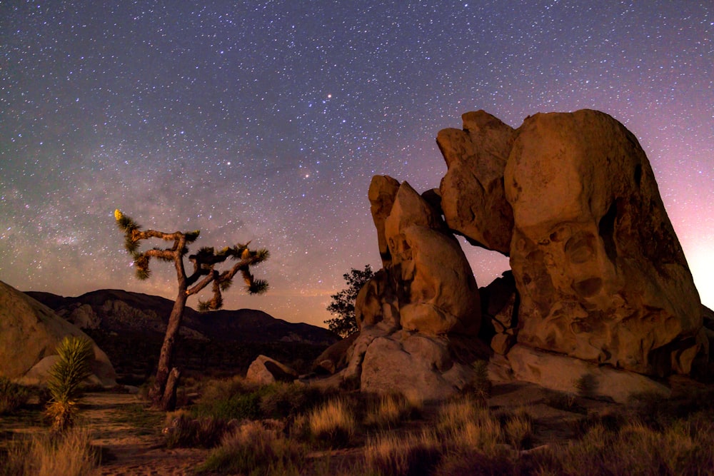 a tree in front of a rock formation with stars in the sky