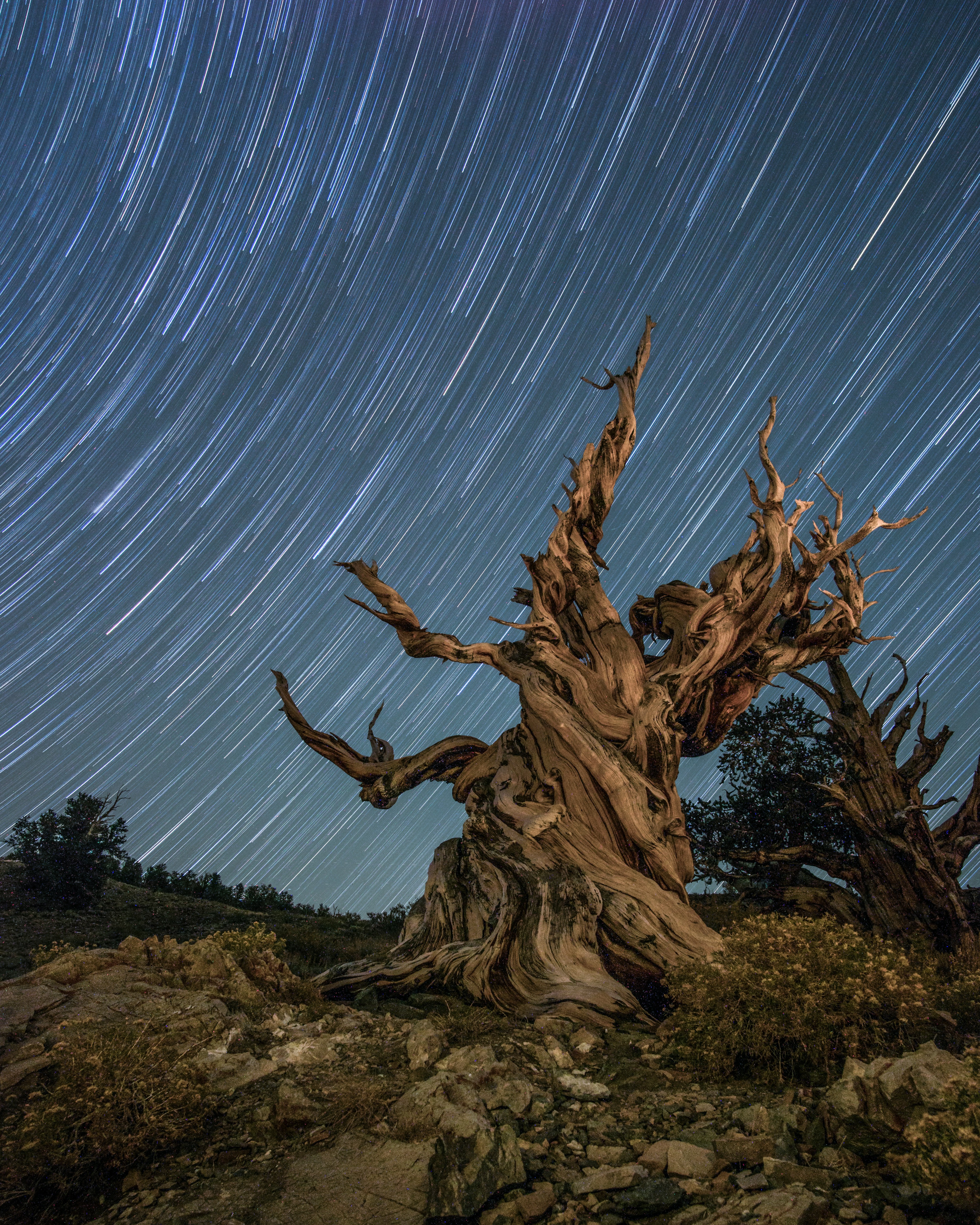 A tree with many branches photo – Free Nature Image on Unsplash