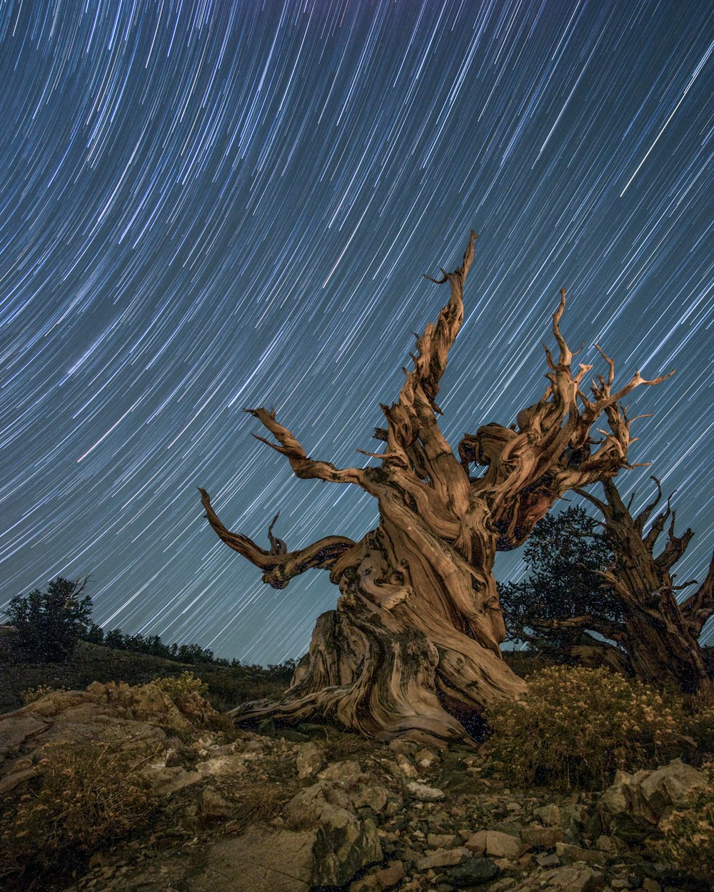 a tree with many branches