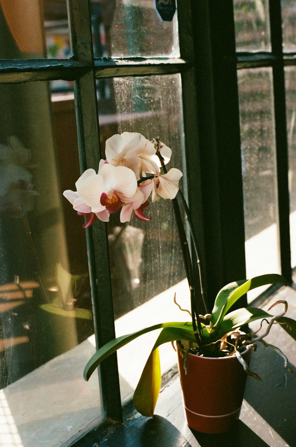 a plant with white flowers