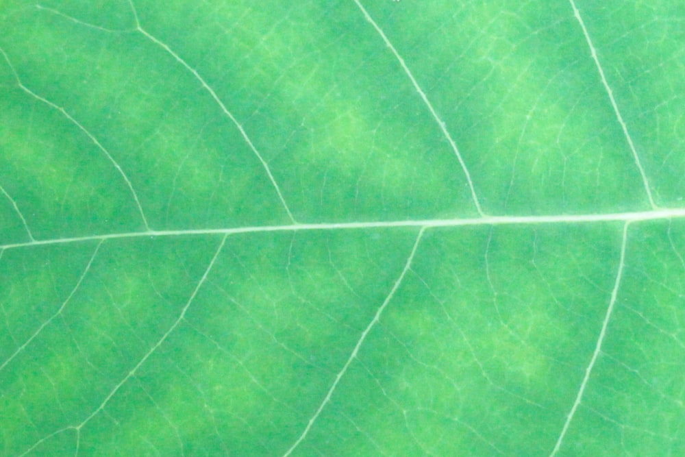 a green and white tiled surface