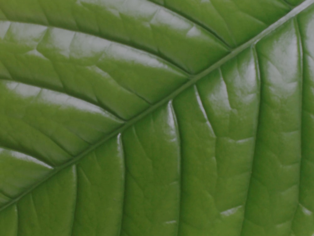 a close up of a leaf