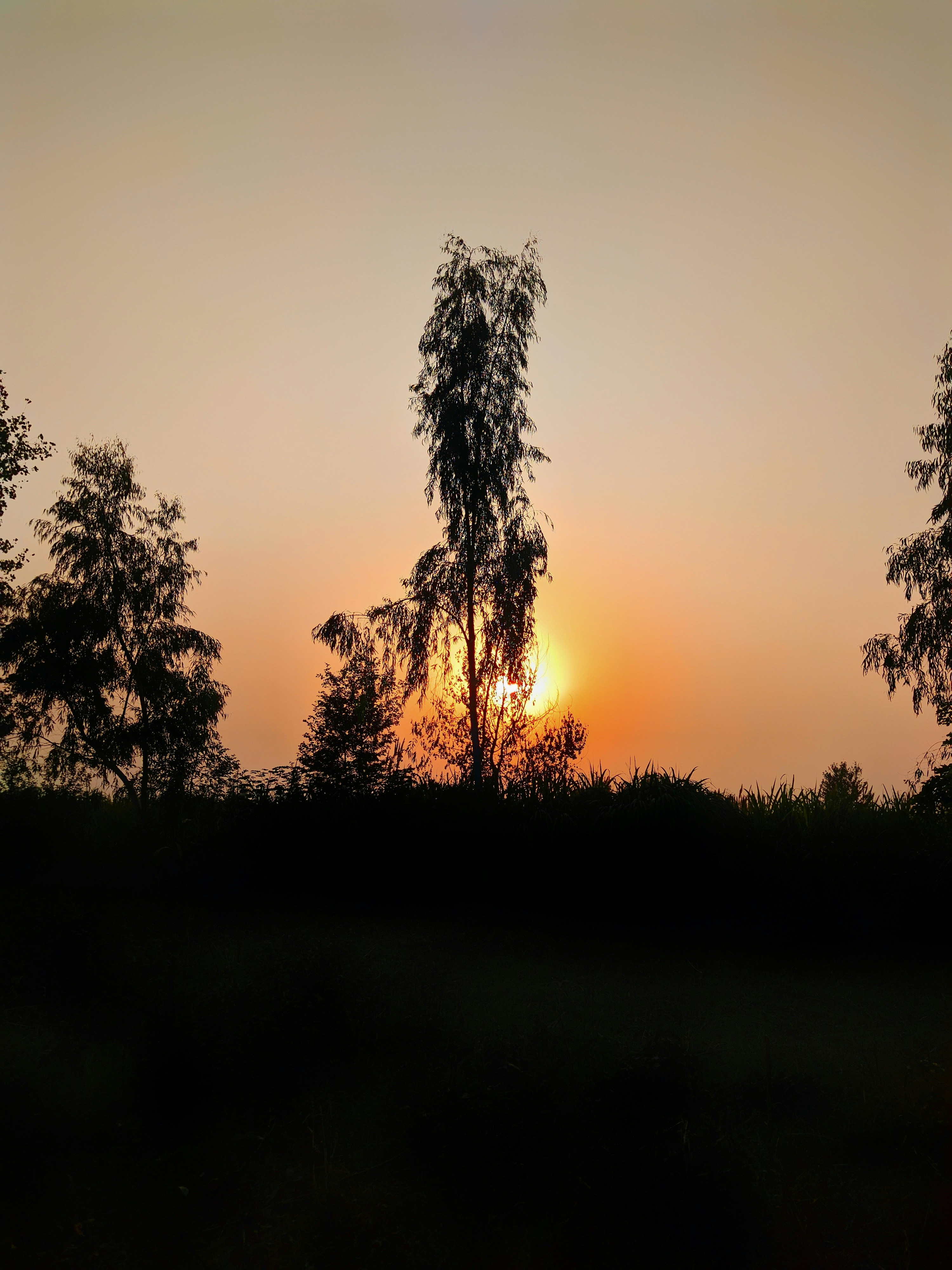a silhouette of trees and the sun