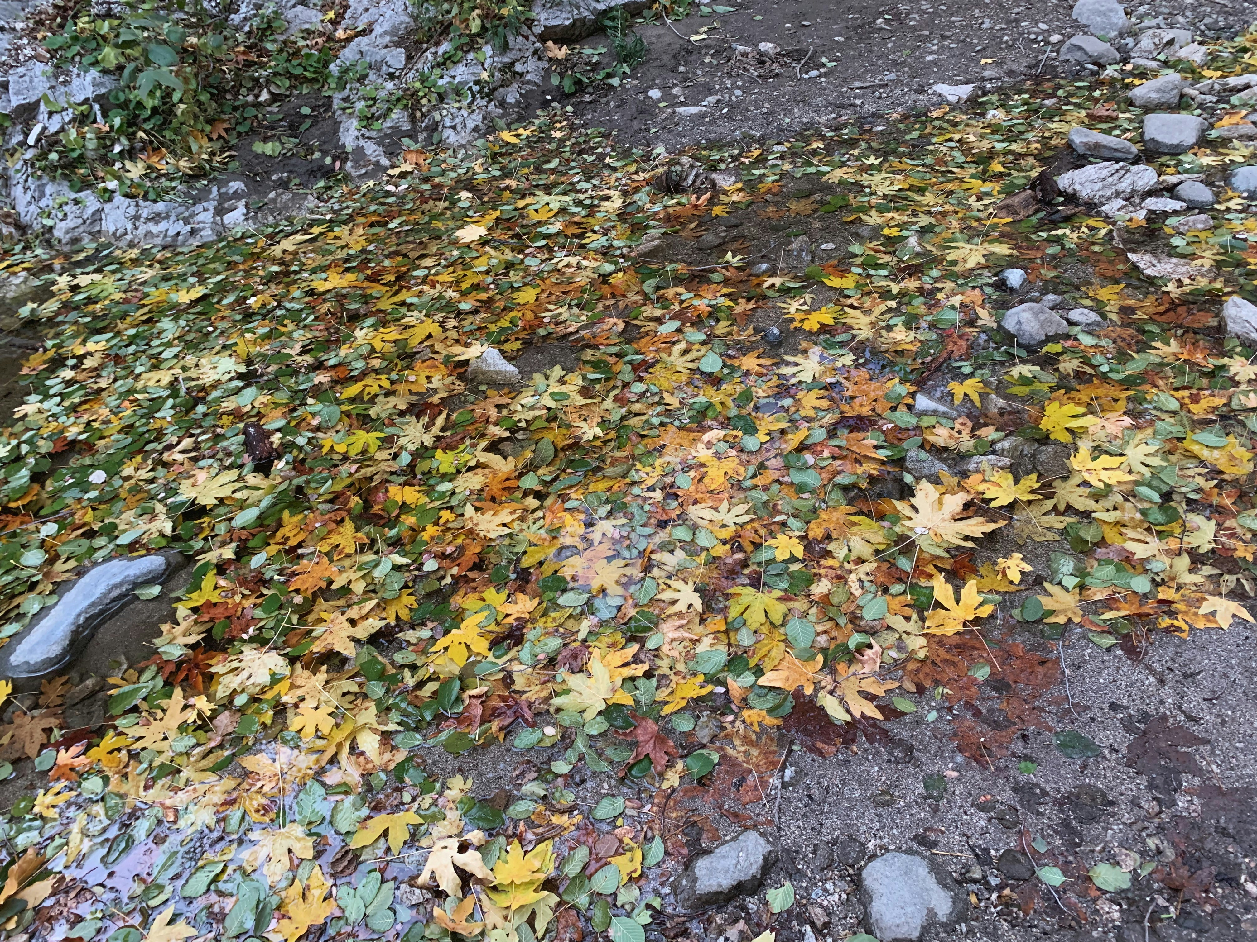 yard during a fall cleanup with colorful leaves - norwood ma landscaping