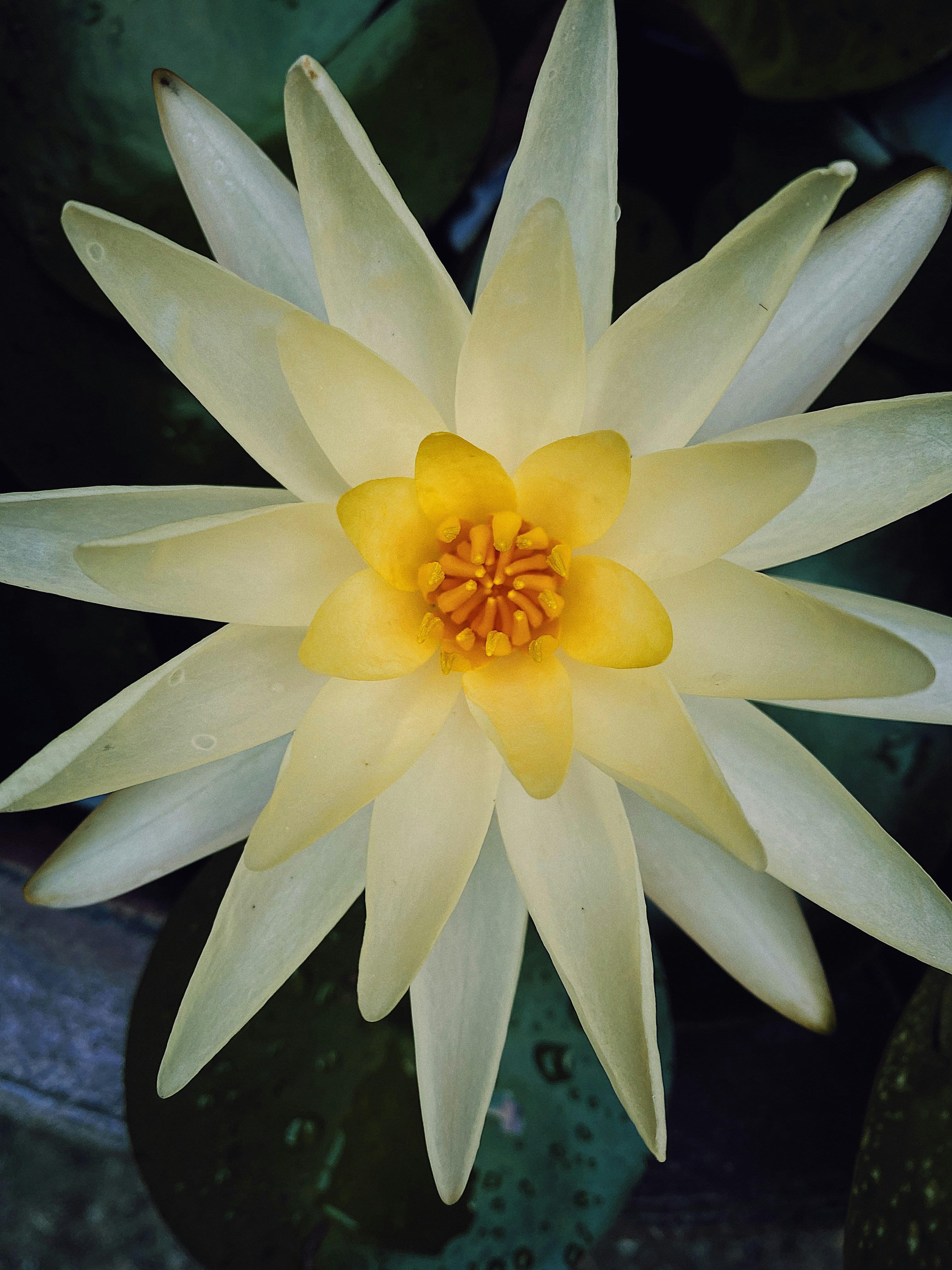 a white flower with yellow center
