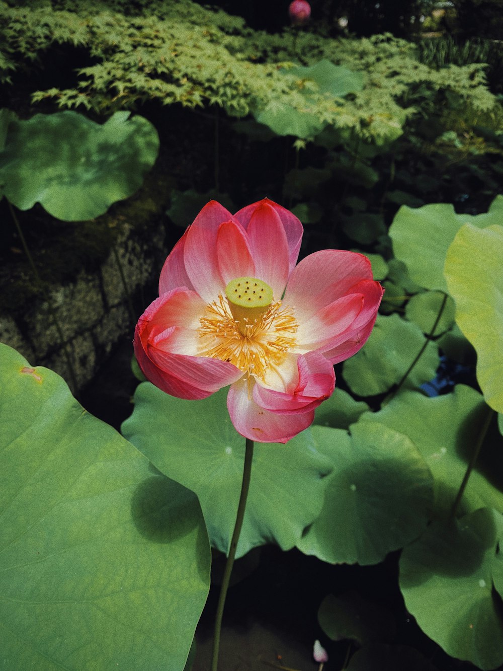 eine rosa Blume, umgeben von grünen Blättern