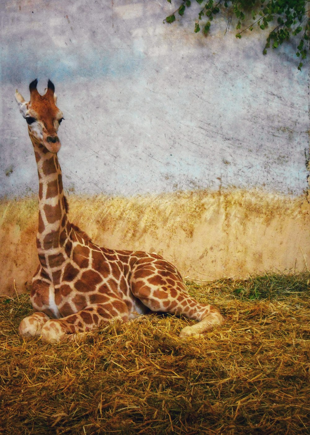 um casal de girafas sentar-se em uma exposição de zoológico