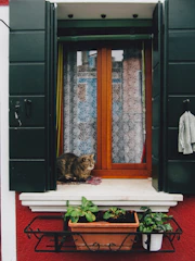 A cozy scene of a fluffy cat curled up on a sunny windowsill surrounded by plants.