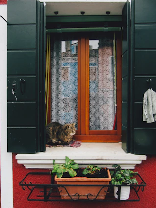 A cozy scene of a fluffy cat curled up on a sunny windowsill surrounded by plants.