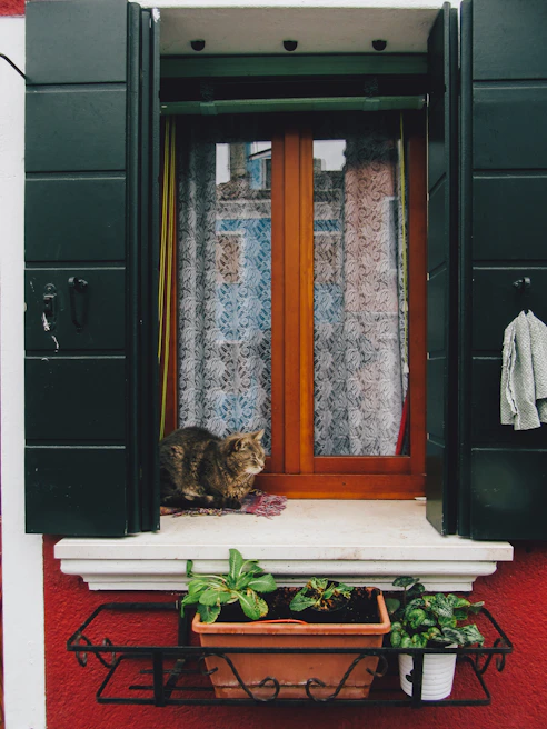 A fluffy cat dressed in a vibrant pink dress with floral patterns lounging on a sunny windowsill