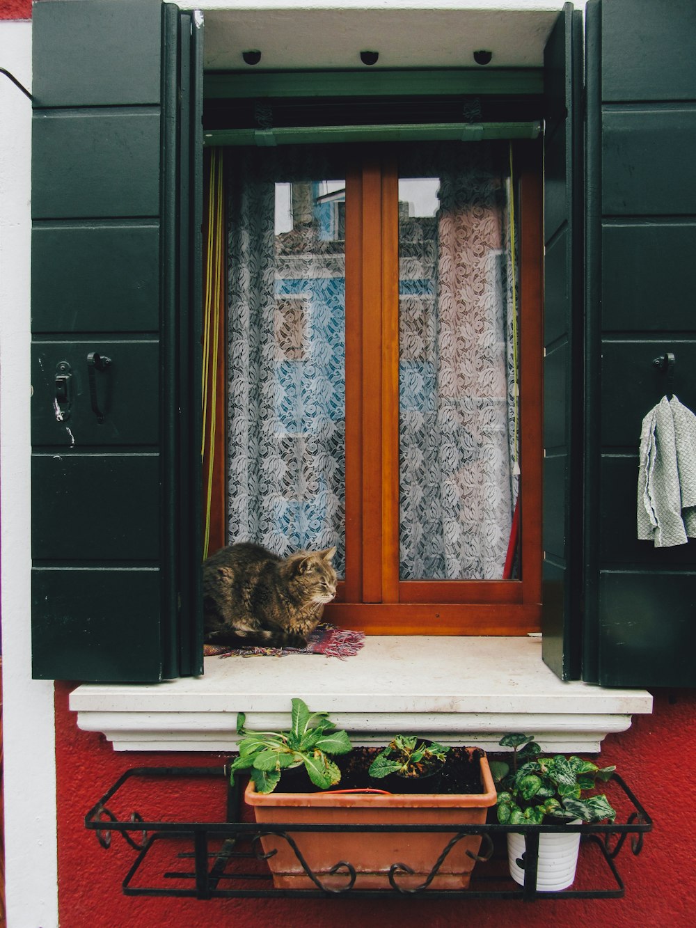 a cat sitting on a window sill