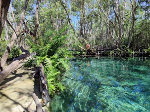 a body of water surrounded by trees
