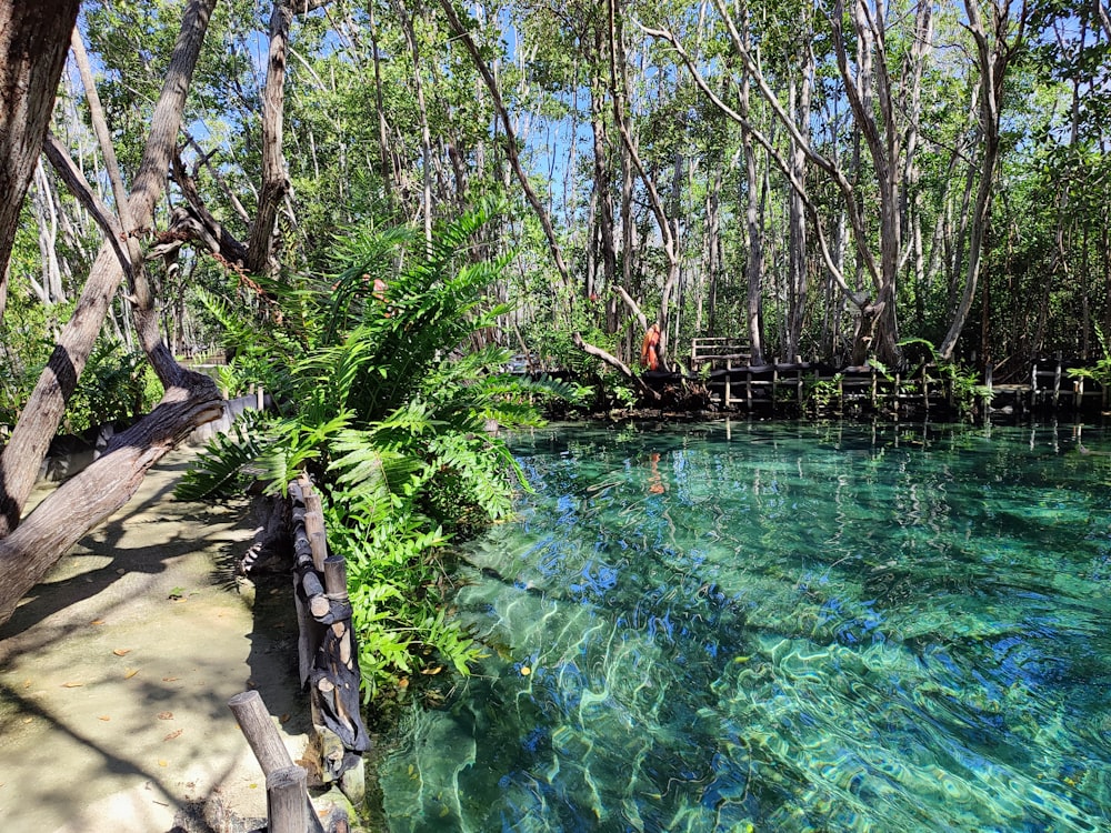 a body of water surrounded by trees