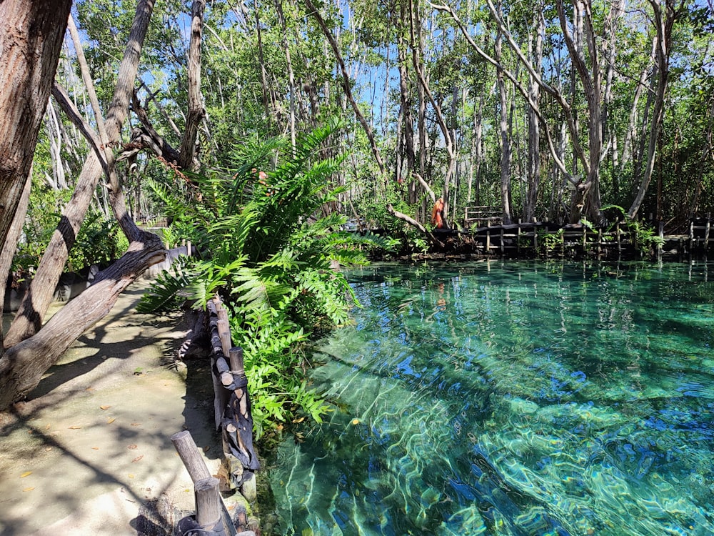 a body of water surrounded by trees