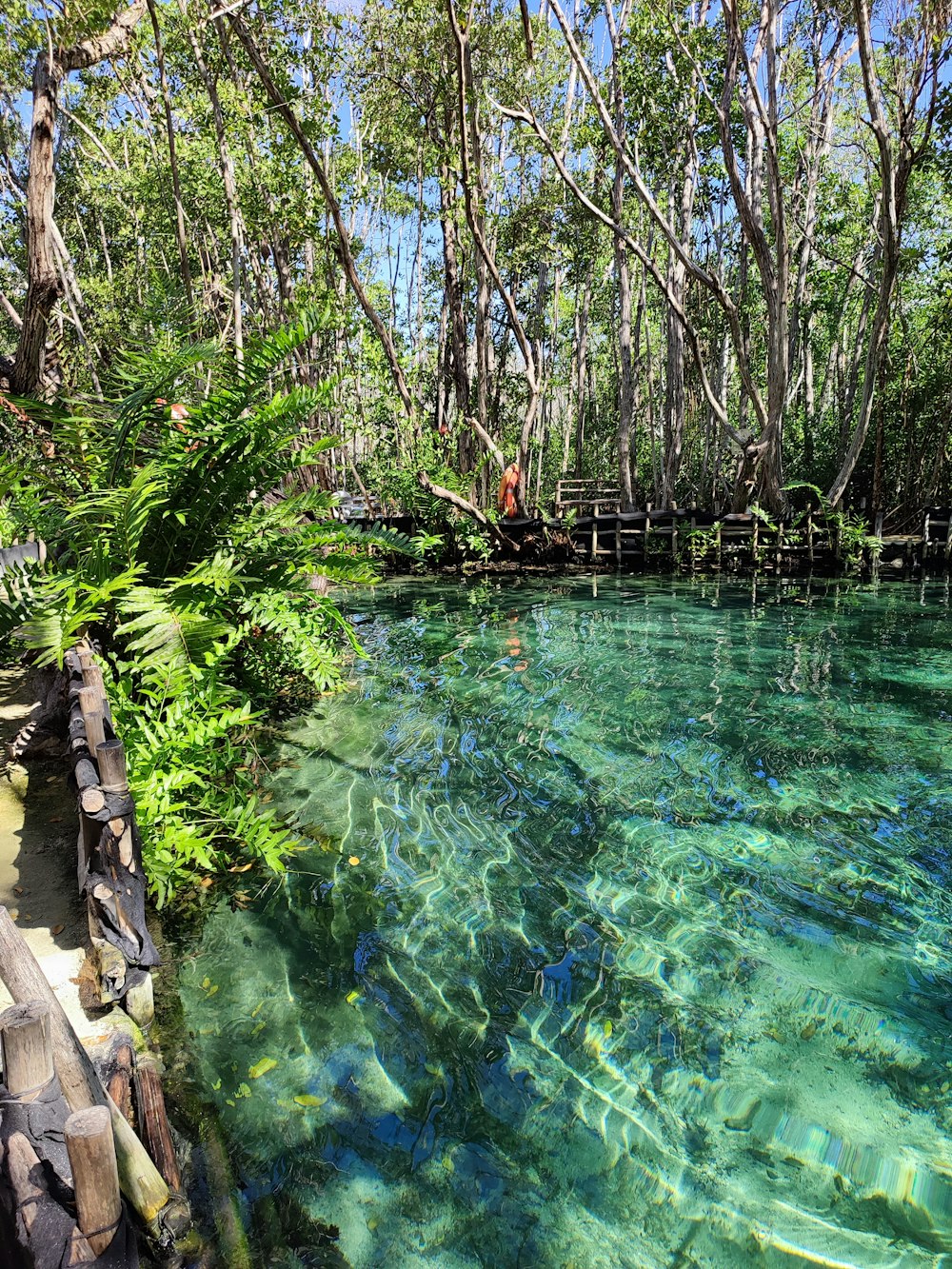 a body of water surrounded by trees