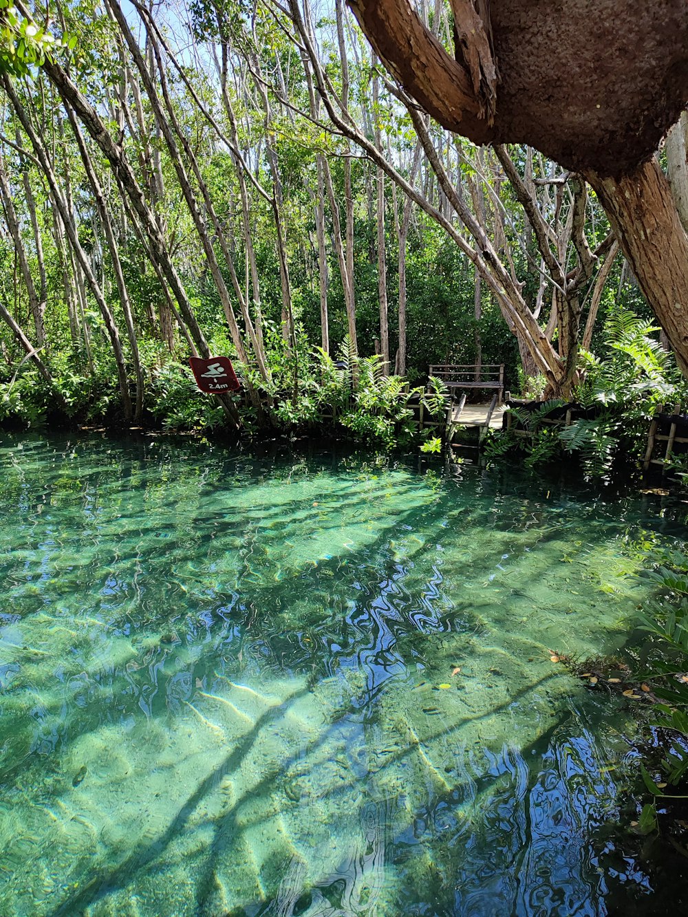 a pool of water surrounded by trees