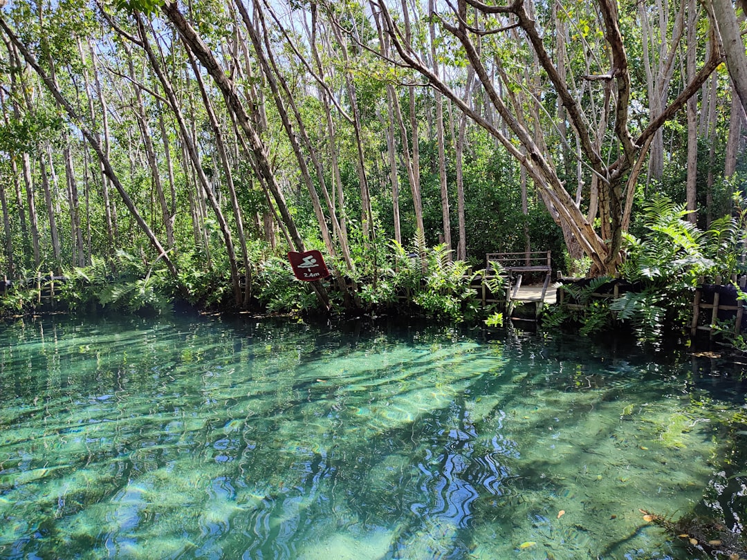 a small pond with a bridge,