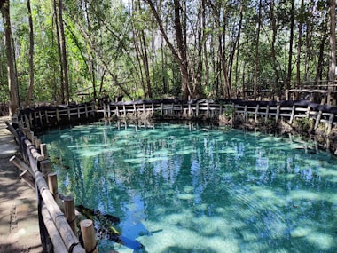 a pool of water surrounded by trees