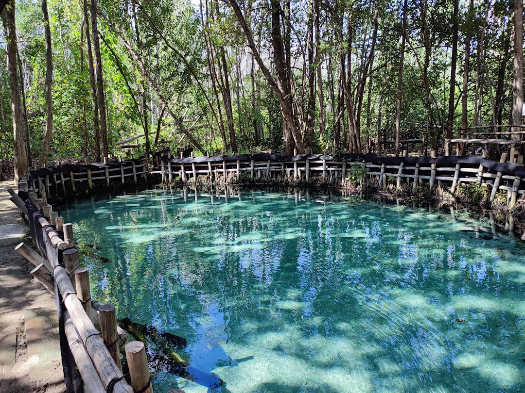 a pool of water surrounded by trees,