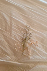 a plant on a bed
