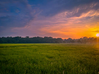 A vibrant sunset over the lush Amazon rainforest, highlighting Brazil's natural beauty.