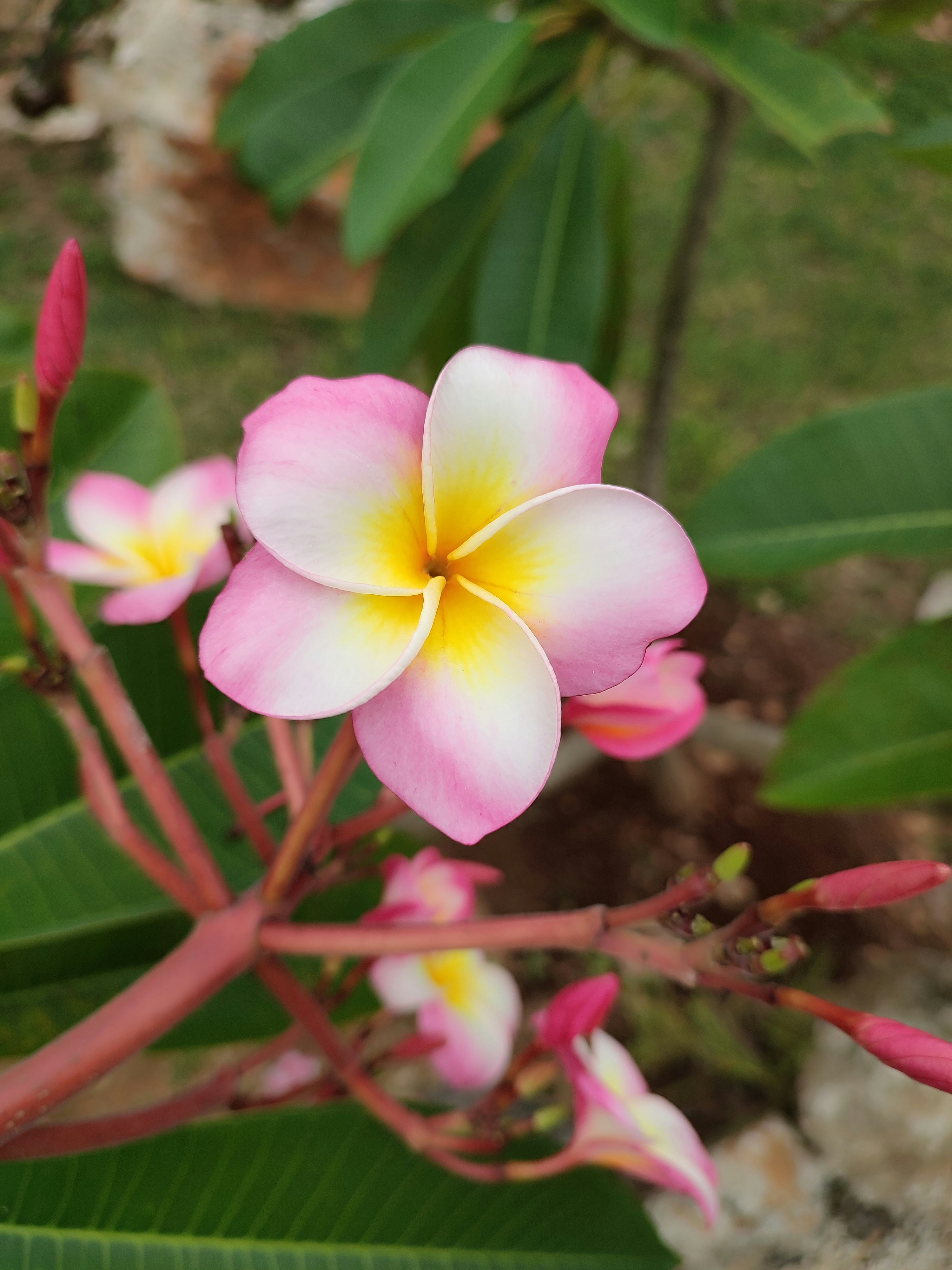 Photo by tulip_sunflower