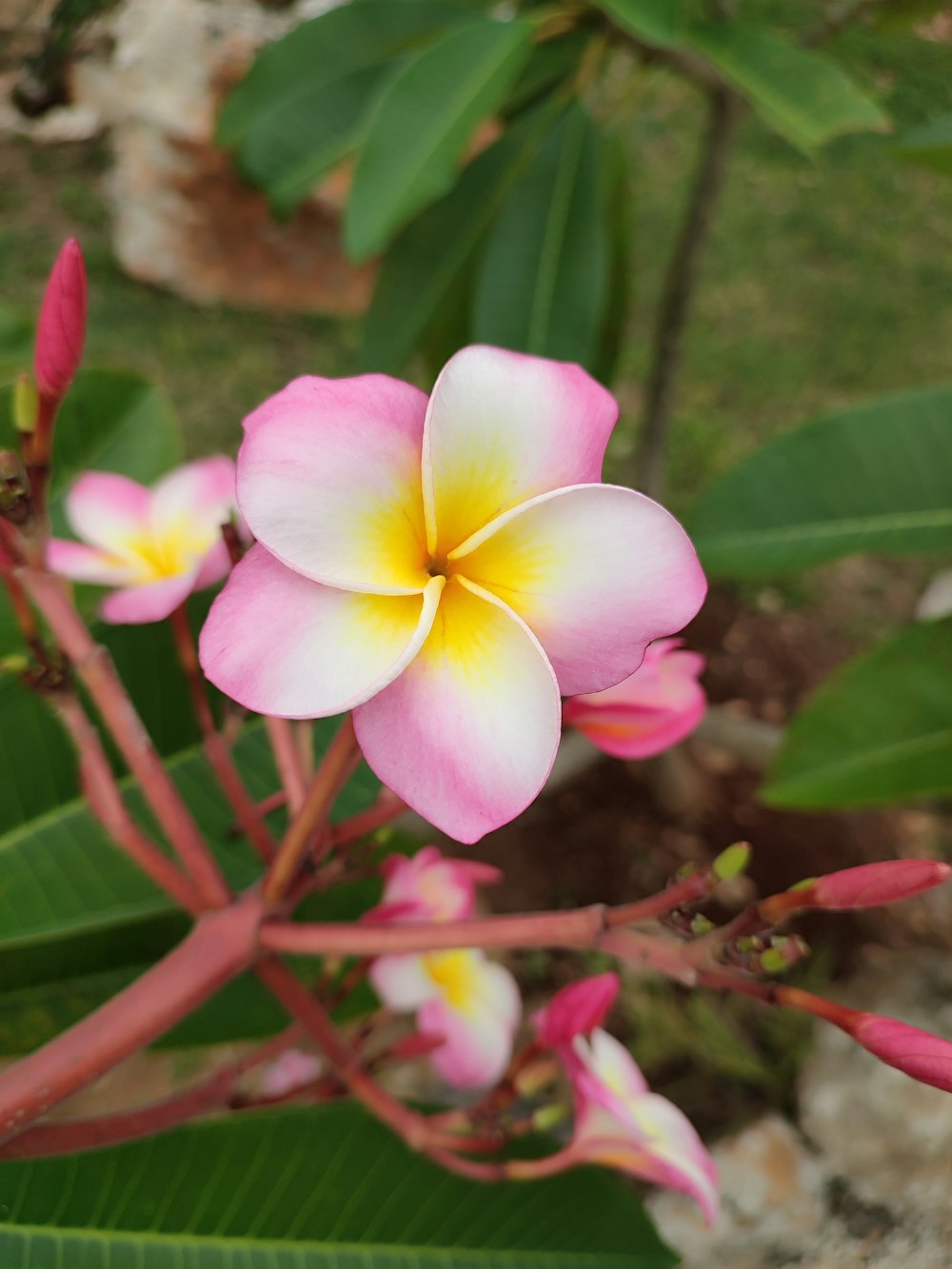 a close-up of a flower